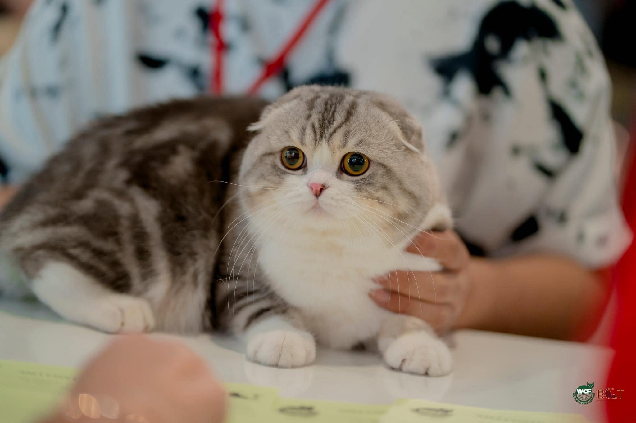 Bombie photographed for a cat competition