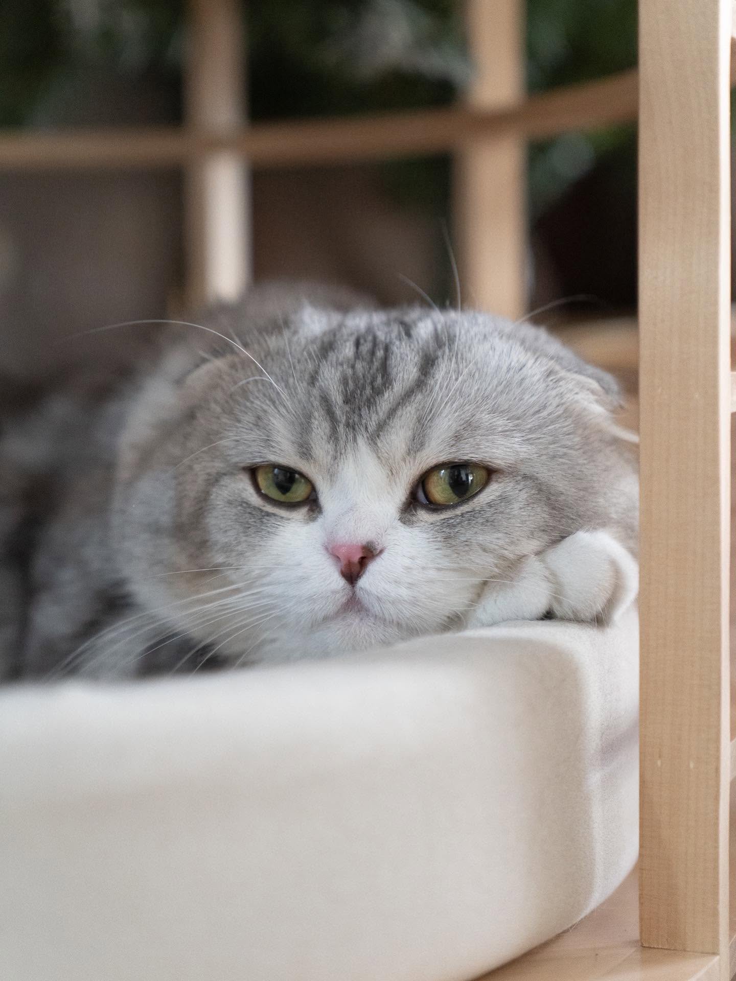 Portrait of Bombie The Cat นายแบบแมว Scottish Fold and KOL สัตว์เลี้ยง in Thailand