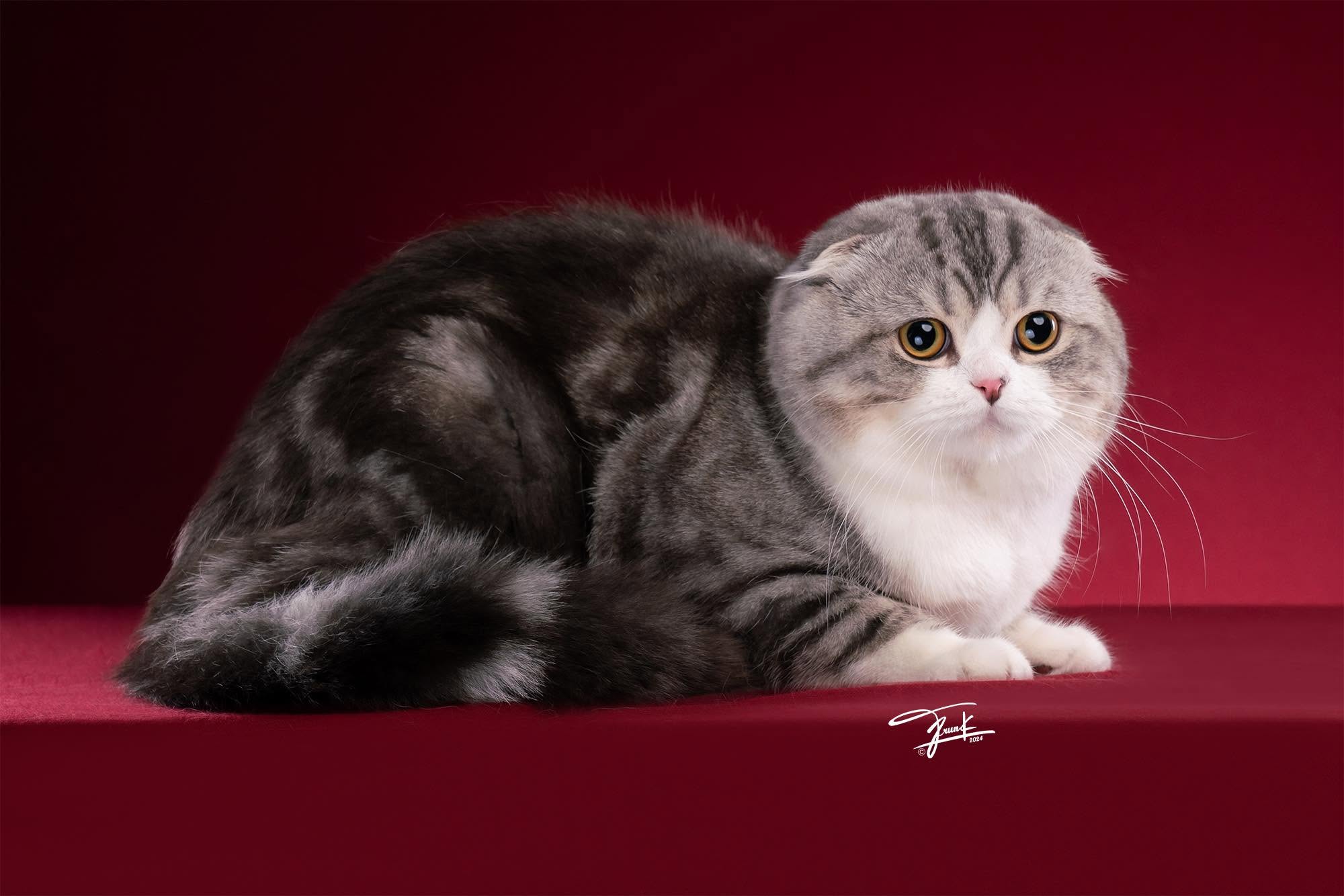 Studio portrait of Bombie on a red backdrop