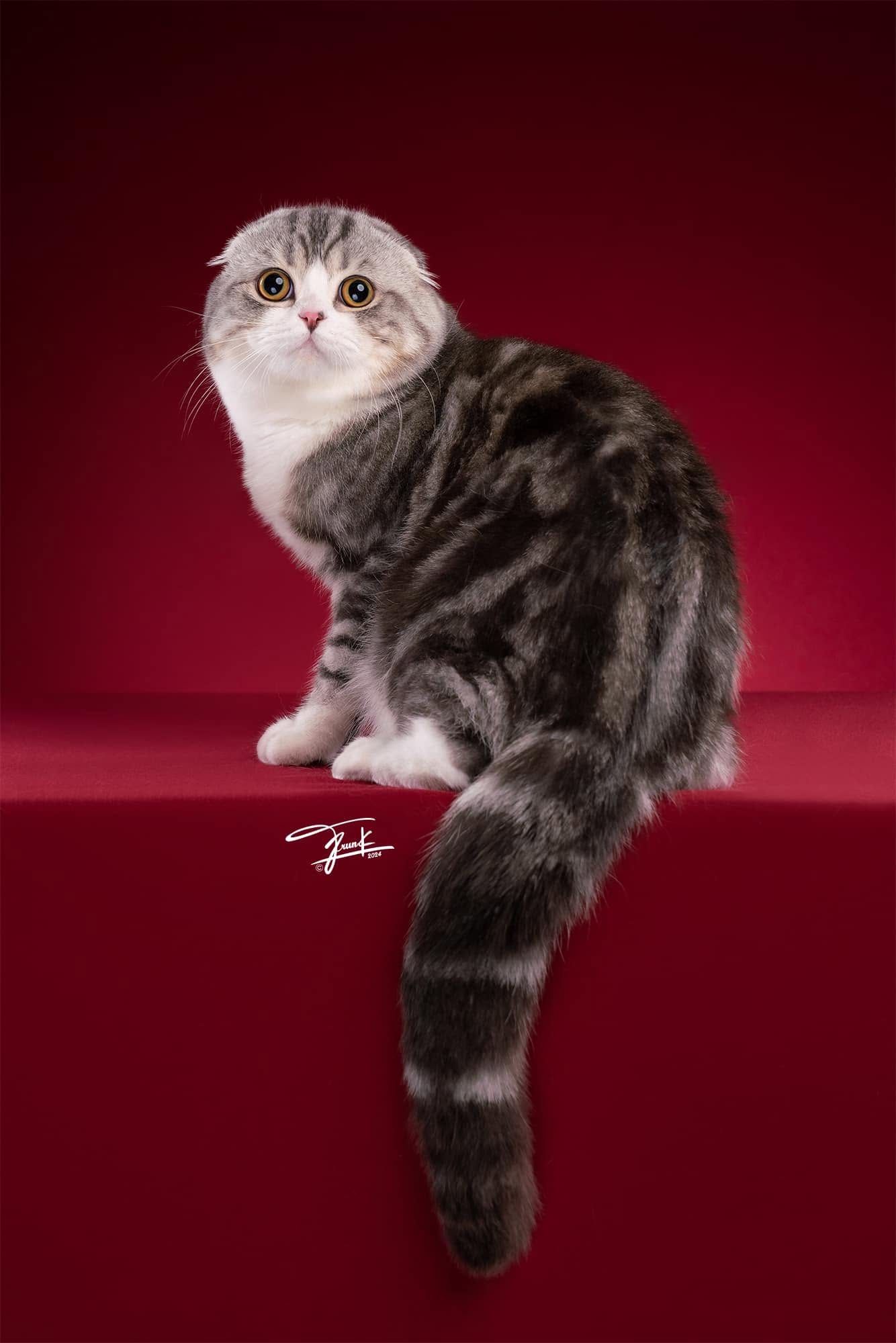 Bombie The Cat นายแบบแมว at the WCF 2024 competition, champion photo 1