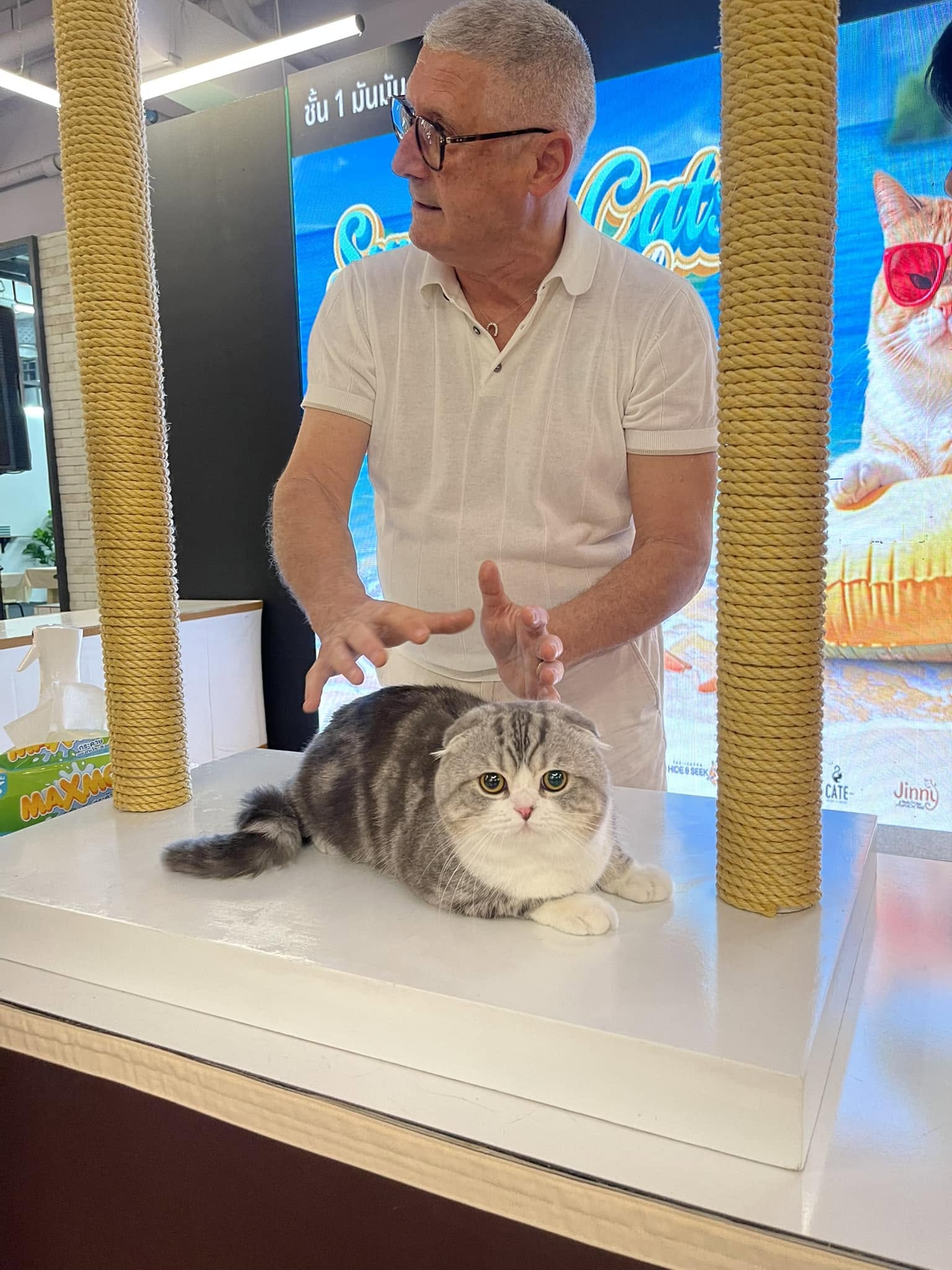 Bombie The Cat นายแบบแมว at the WCF 2024 competition, champion photo 2