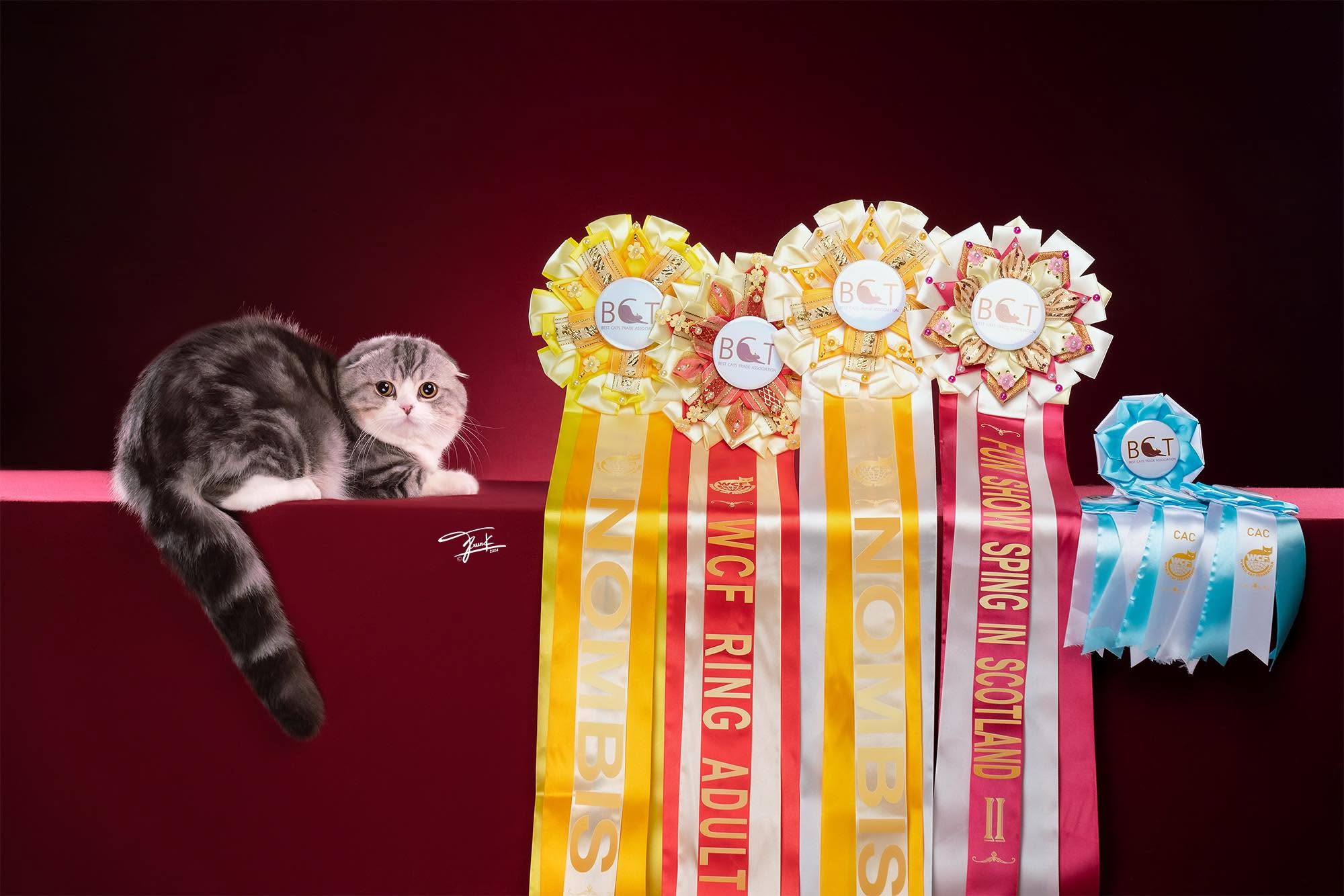 Bombie The Cat นายแบบแมว at the WCF 2024 competition, champion photo 4