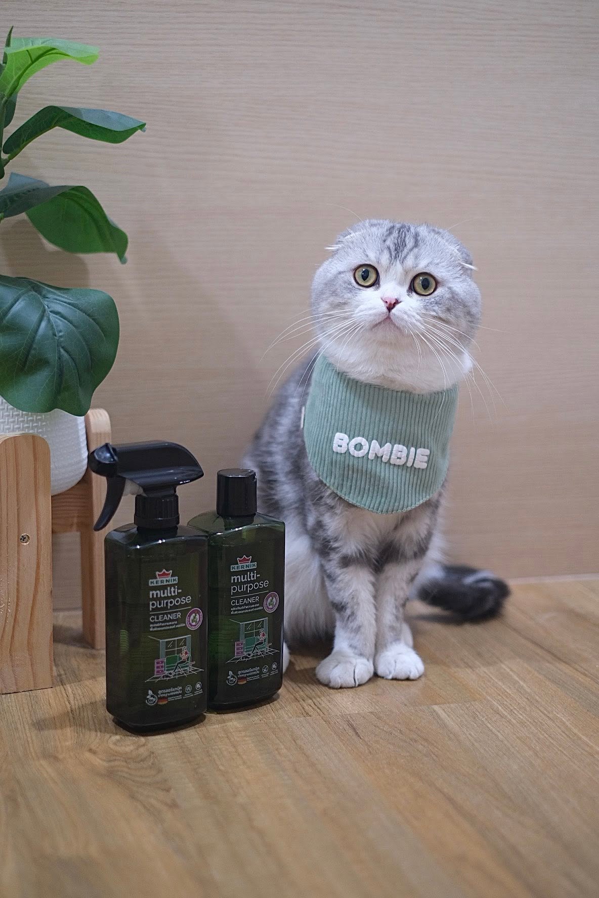 Brand Reviews photo 2 featuring Bombie นายแบบแมวและอินฟลูเอนเซอร์สัตว์เลี้ยง